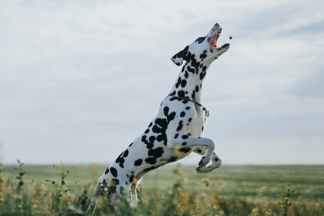 5-alimenti-che-fanno-male-al-tuo-cane