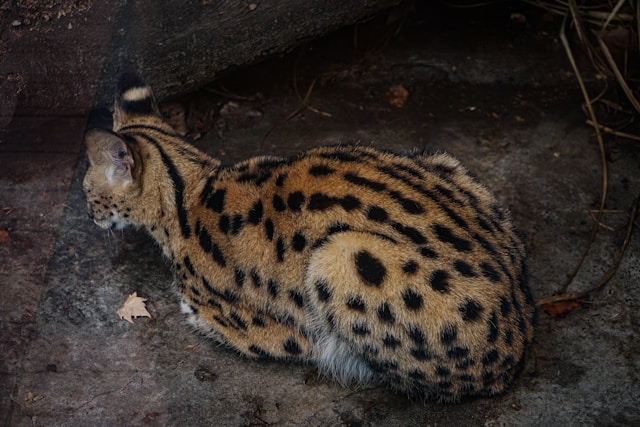 i-5-gatti-pi-costosi