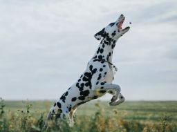 5-alimenti-che-fanno-male-al-tuo-cane