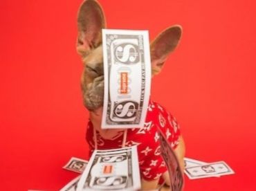 i-5-cani-pi-costosi-in-italia